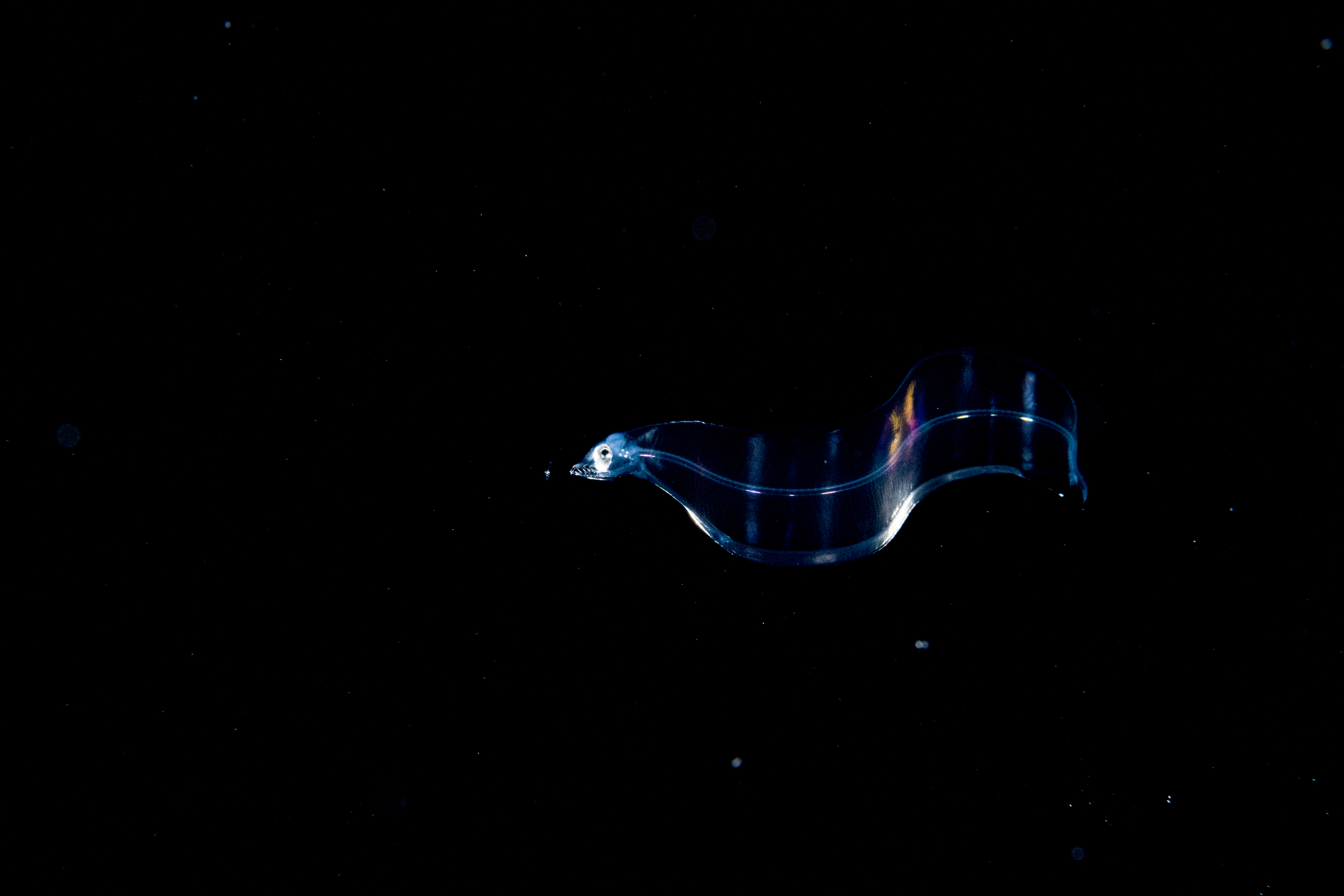 Eel larva Greenpeace Shane Gross 2