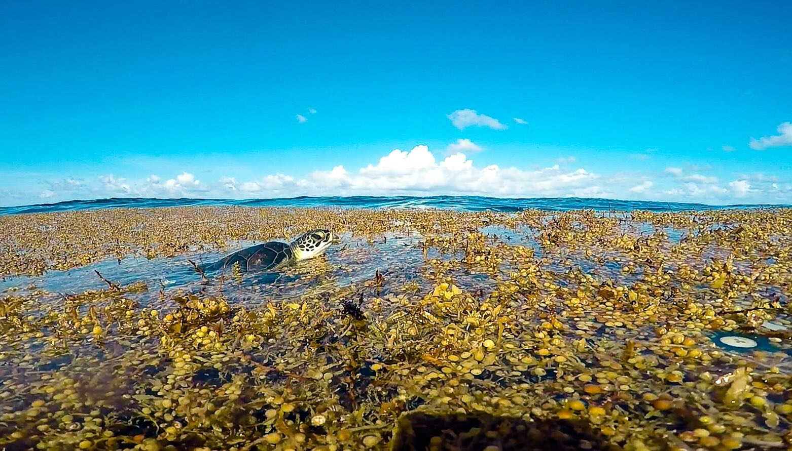 green turtle in sargassum - lindsay martin 1