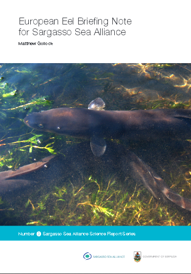 Gollock eels report cover