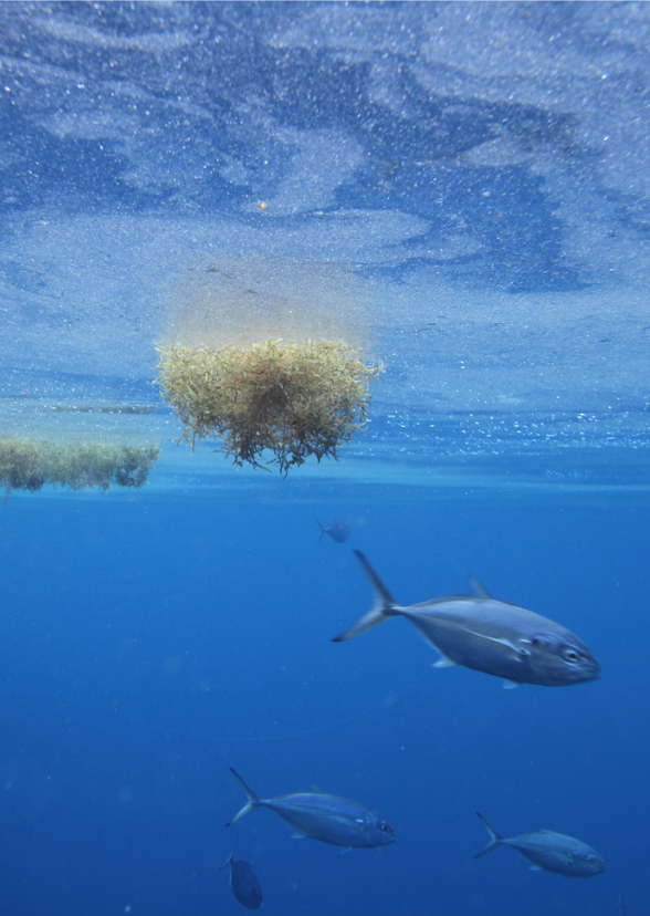 sargassum and fish from lessons from the sargasso sea report - sylvia earle photo cred