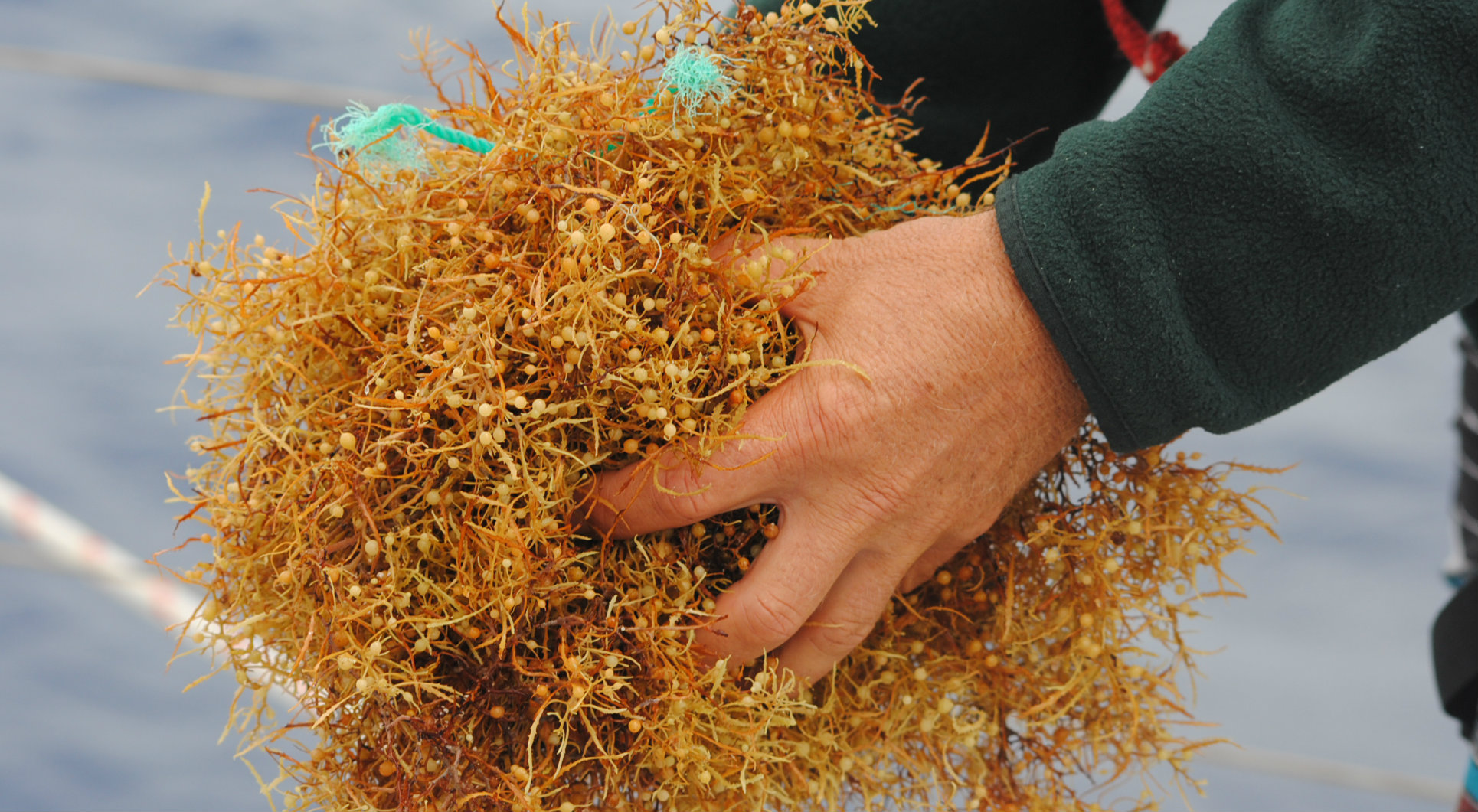 slide-finding-sargassum