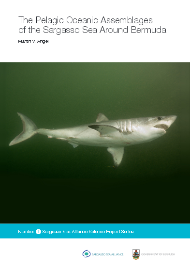 angel pelagic report cover