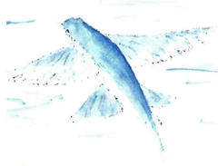 flying fish