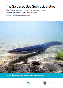 report-sargasso-sea-subtropical-gyre