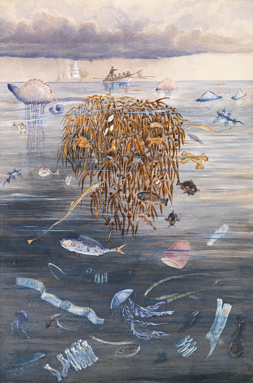 sea life in the north atlantic roper
