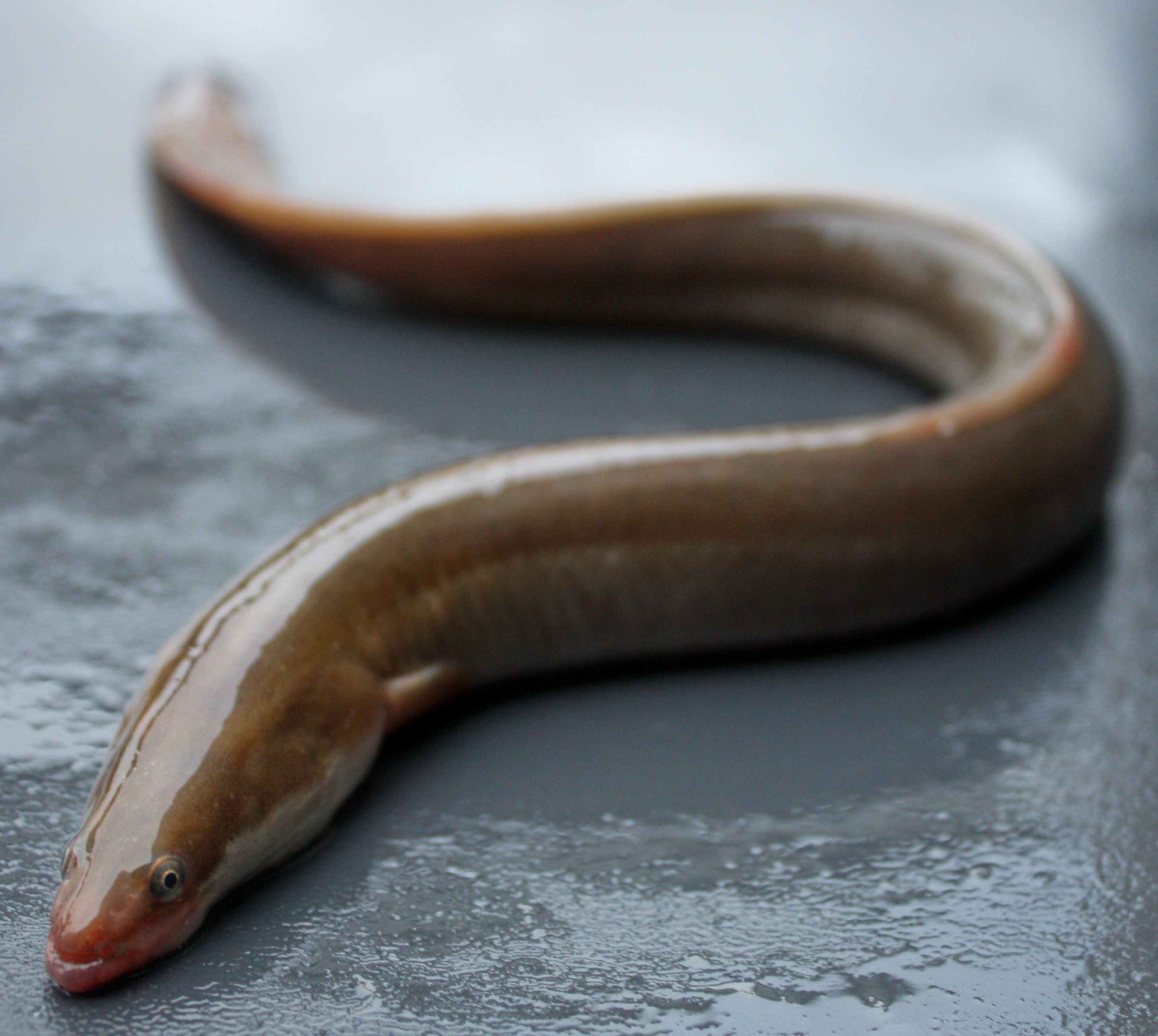 european eel  copyright david curnick